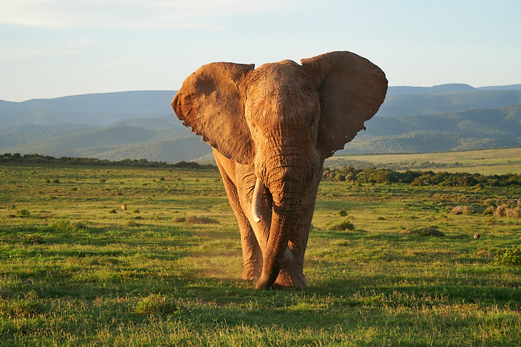 Addo, Addo Elephant Park, Addoelephantpark, Elefanten, Big 5, Big Five