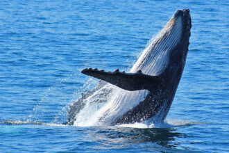 Addo, Addo Elephant Park, Addoelephantpark, Big 7, Big Seven, Wal