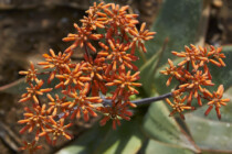 Addo, Addo Elephant Park, Addoelephantpark, Flora, Aloe