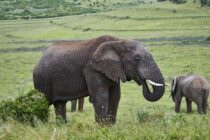 Addo, Addo Elephant Park, Addoelephantpark, Elefanten, Weidefläche, Vegetation, Big 5, Big Five