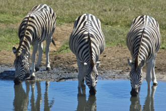 Addo, Addo Elephant Park, Addoelephantpark, Zebras