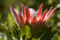 Addo, Addo Elephant Park, Addoelephantpark, Flore, Protea, King Protea