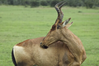 Addo, Addo Elephant Park, Addoelephantpark, Kuhantilope