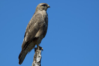 Addo, Addo Elephant Park, Addoelephantpark, Fauna, Vogel, Mäusebussard