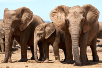 Addo, Addo Elephant Park, Addoelephantpark, Elefanten, Big 5, Big Five