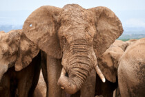 Addo, Addo Elephant Park, Addoelephantpark, Elefant, Big 5, Big Five