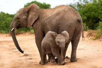 Addo, Addo Elephant Park, Addoelephantpark, Elefanten, Big 5, Big Five