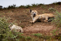 Addo, Addo Elephant Park, Addoelephantpark, Hyäne
