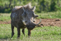Addo, Addo Elephant Park, Addoelephantpark, Warzenschwein
