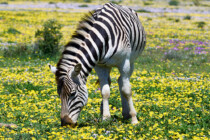 Addo, Addo Elephant Park, Addoelephantpark, Zebra